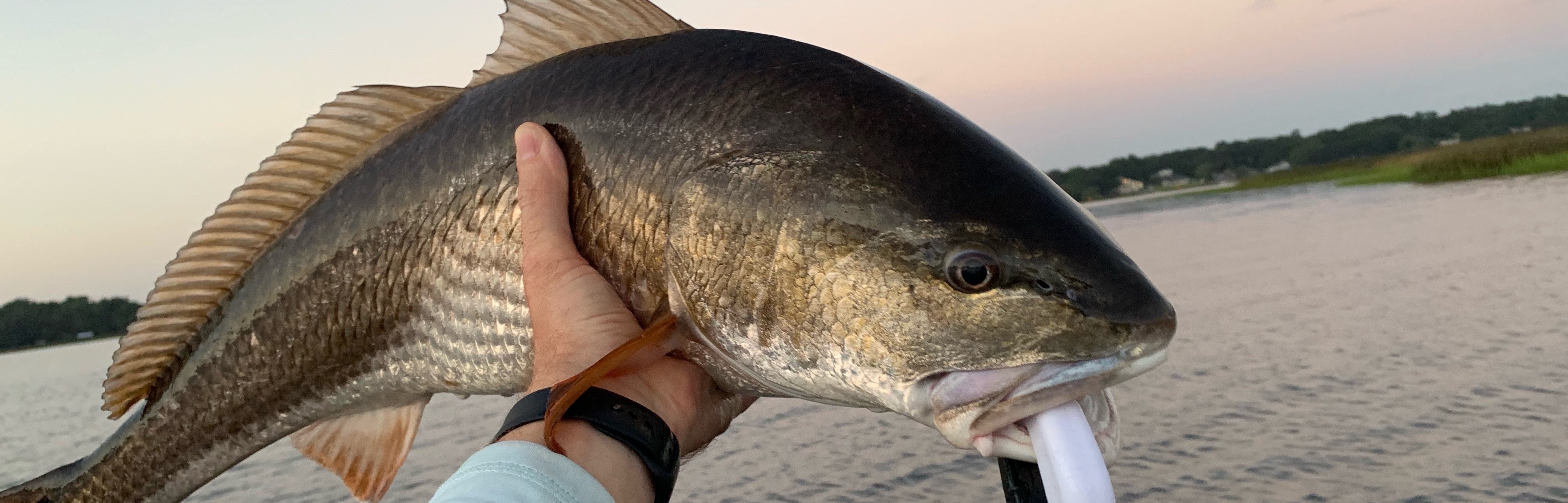Redfish