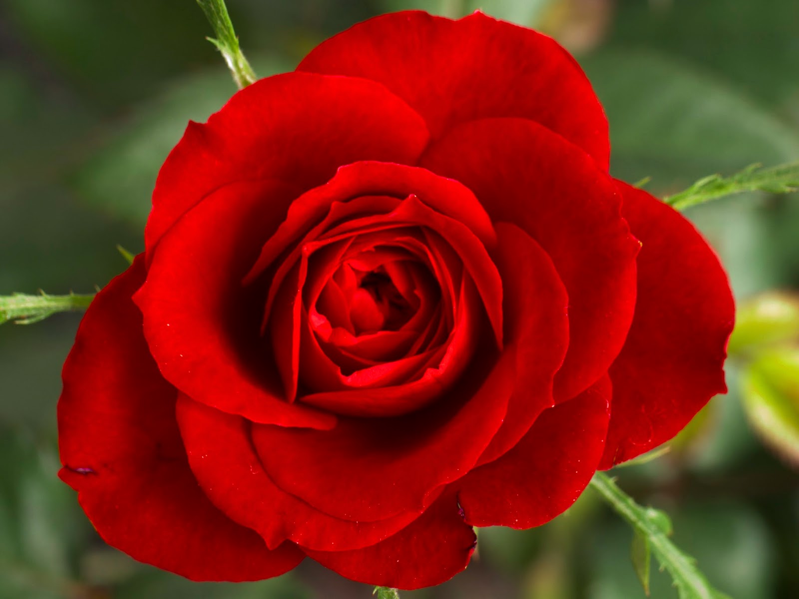 A Rose